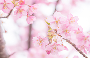 cherry-blossom-4 第二天:罗马斗兽场